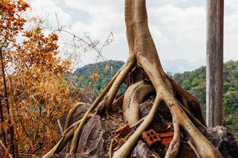 Tree roots Stock Photos