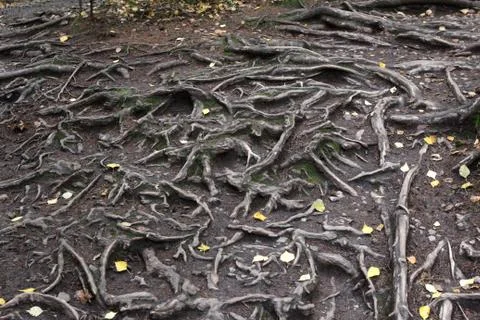 Tree roots Stock Photos
