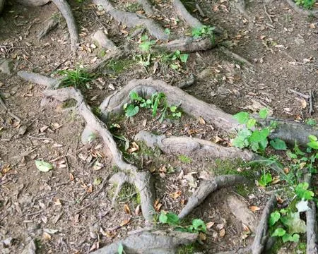 Tree Roots 写真素材