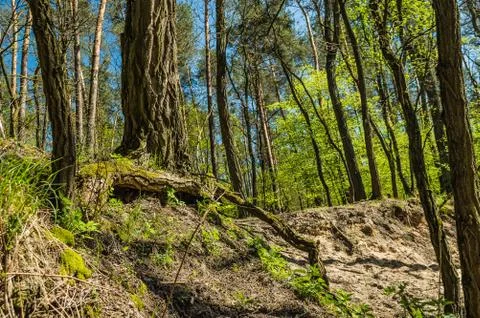 Tree roots Stock Photos