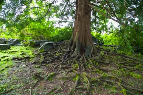 Tree roots Foto stock