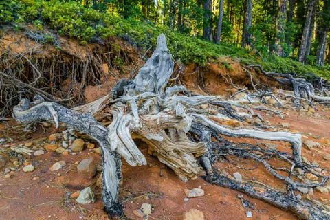 Tree Roots Photos