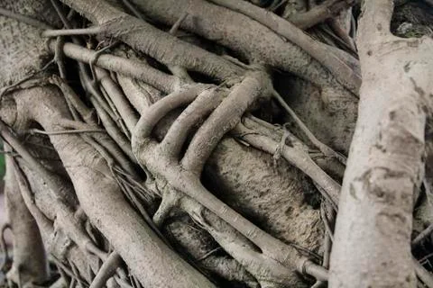 Tree roots Foto stock