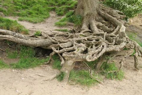 Tree Roots. Stock Photos