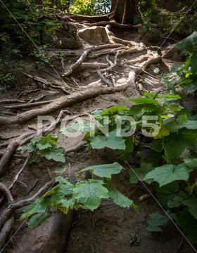 Tree Roots Stock Photos