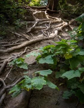Tree Roots Foto stock