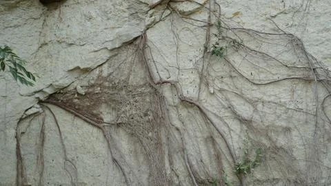 Tree roots Stock Photos