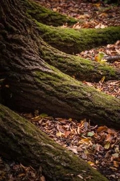 Tree roots Stock Photos