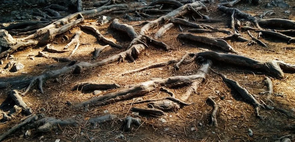 Tree roots 스톡 사진