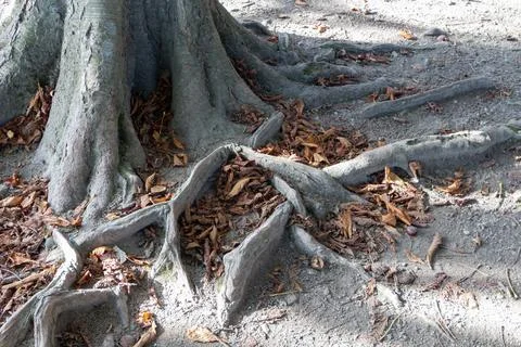 Tree roots Stock Photos