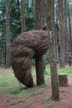 Tree roots Stock Photos