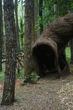 Tree roots Stock Photos