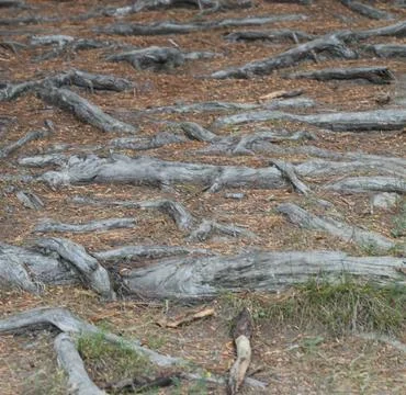 Tree roots Foto stock