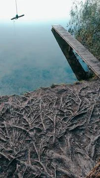 Tree roots Stock Photos