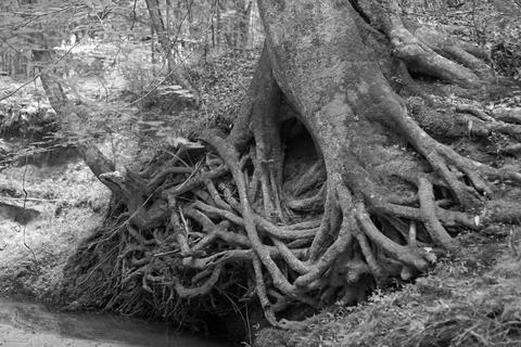 Tree roots 스톡 사진
