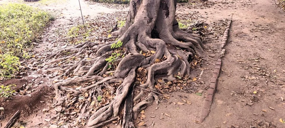 Tree roots Stock Photos