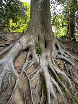 Tree Roots Stock Photos