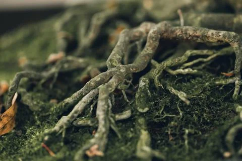 Tree roots Stock Photos