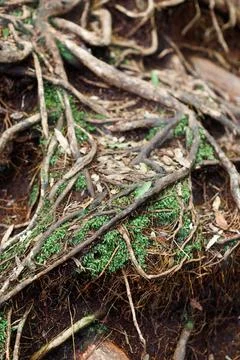 Tree Roots Stock Photos