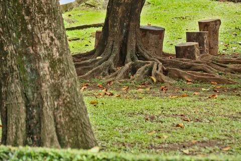 Tree roots Stock-Fotos