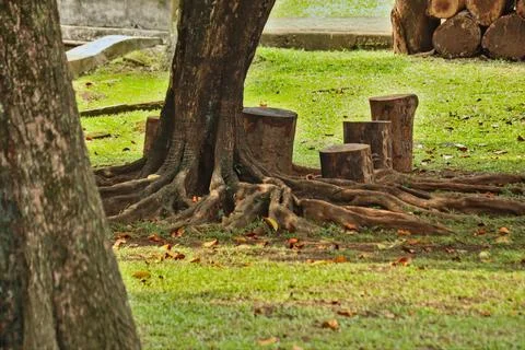 Tree roots Stock Photos