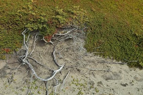 Tree roots. Foto stock
