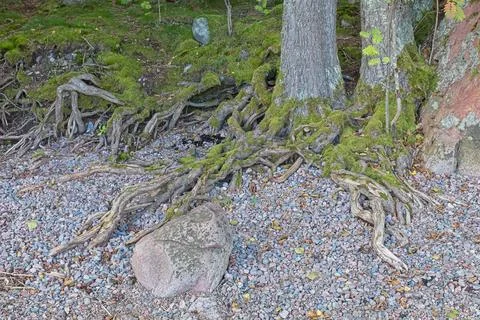 Tree roots. Foto stock