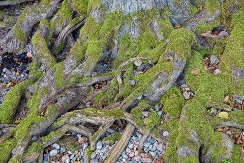Tree roots. Stock Photos