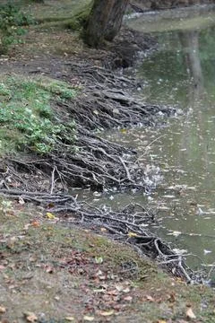 Tree Roots. Stock Photos