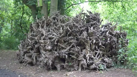 Tree roots in a pile bug environment 库存影片 133201833