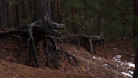 Tree roots protrude from the ground, trees on a cliff Stock Footage 220714581