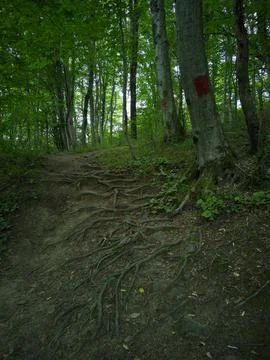 Tree roots protruding from the ground 스톡 사진