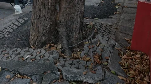 Tree roots pushing up and damaging concrete pavement and walkway Stock Footage 324805345