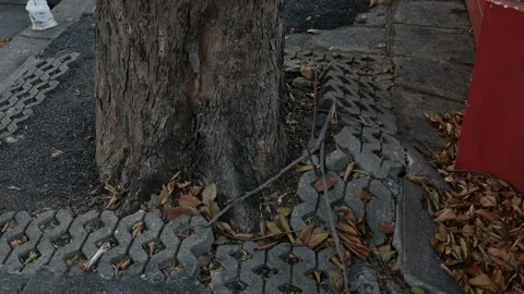 Tree roots pushing up and damaging concrete pavement and walkway Stock Footage 325478953