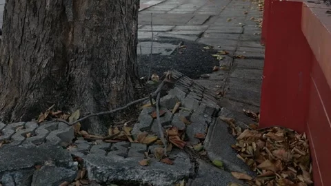 Tree roots pushing up and damaging concrete pavement and walkway Stock Footage 325478973