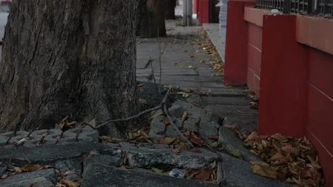 Tree roots pushing up and damaging concrete pavement and walkway Stock Footage 328335548