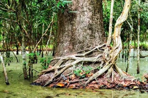 Tree with roots in the rainforest, jungle Stock Photos