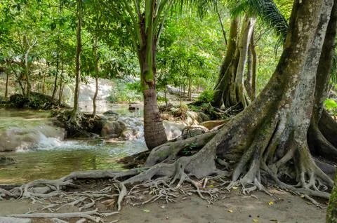Tree with roots in the rainforest, jungle Stock Photos