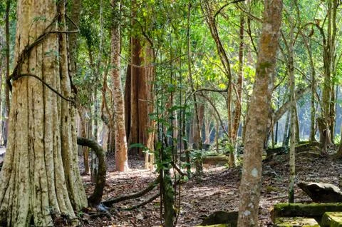 Tree with roots in the rainforest, jungle Stock Photos