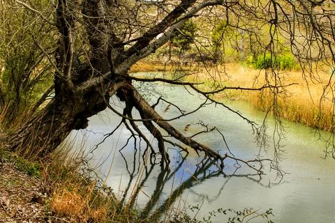 Tree with roots in the river Cabriel in Spain Stock Photos
