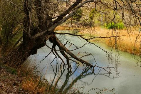 Tree with roots in the river Stock Photos
