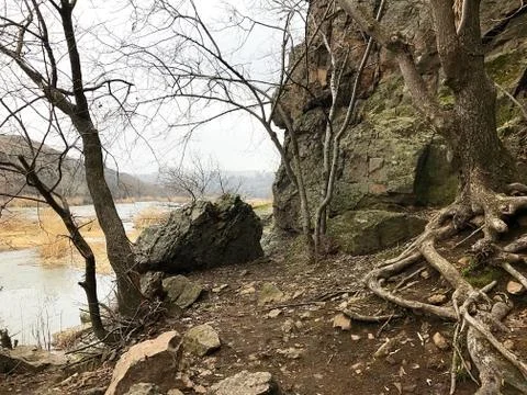A tree with roots in the rocks. Stock Photos