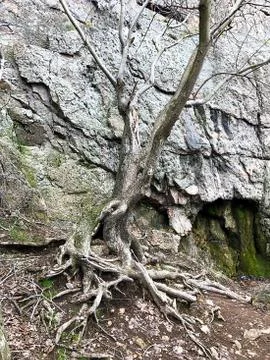 A tree with roots in the rocks. Stock Photos