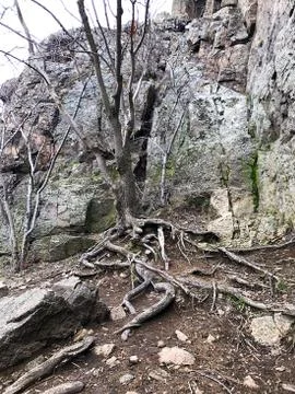 A tree with roots in the rocks. Stock Photos