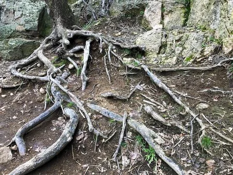 A tree with roots in the rocks. Stock Photos
