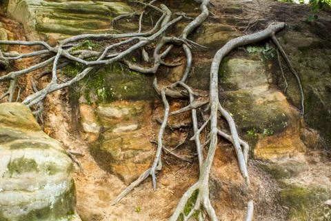 Tree roots on a rocky surface Stock Photos