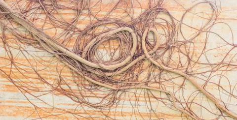 Tree roots,the root of the bodhi tree close up background Stock Photos