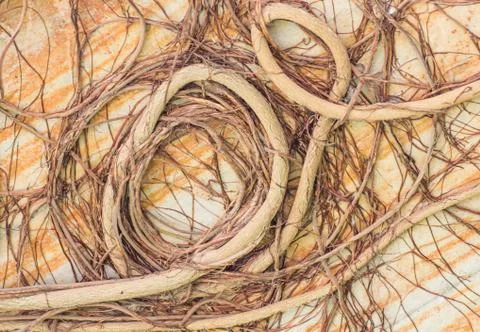 Tree roots,the root of the bodhi tree close up background Stock Photos
