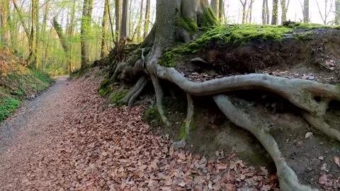 Tree roots running next to a pathway Stock Footage 152976639