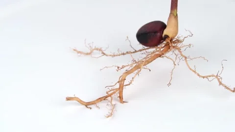 Tree roots with seeds isolated on white background. Stock Footage 169172156